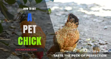 Hatching Happiness: Your Guide to Getting a Pet Chick