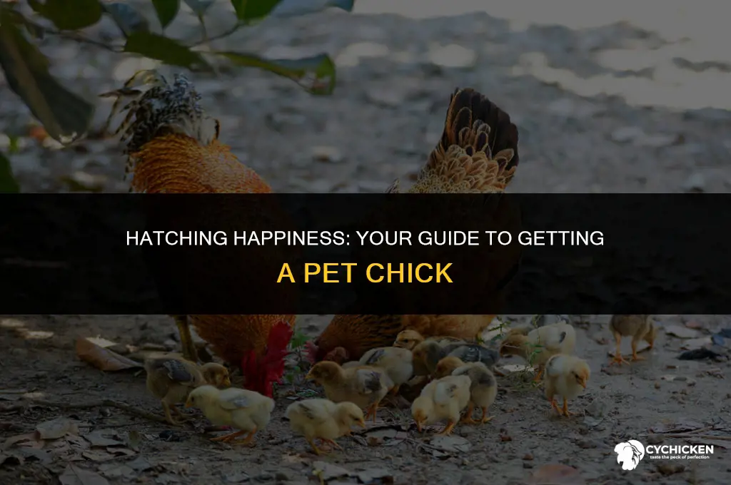 how to get a pet chick