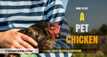 Feathered Friends: A Beginner's Guide to Getting a Pet Chicken