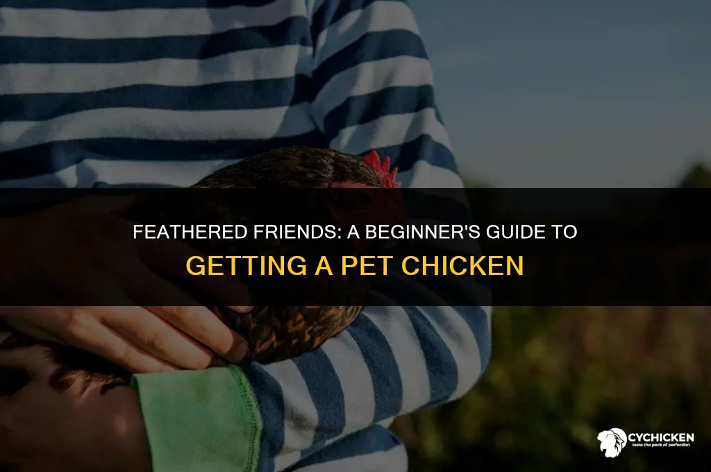 how to get a pet chicken