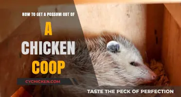 Evicting Unwanted Guests: A Guide to Possum-Proofing Your Chicken Coop