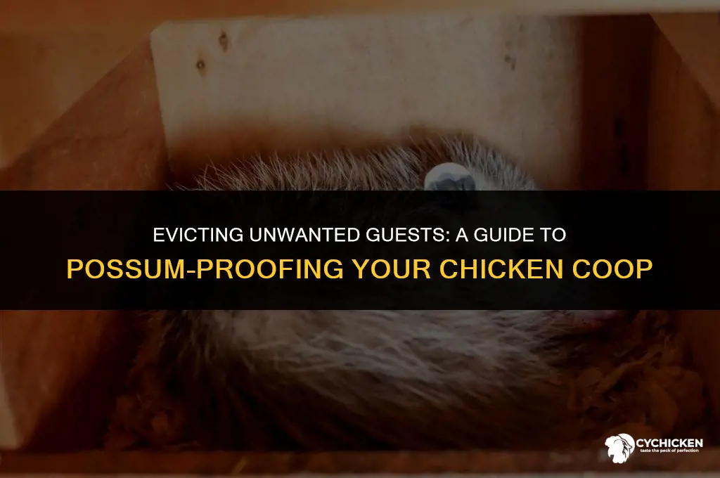 how to get a possum out of a chicken coop