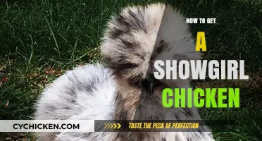 Hatching Showgirl Chickens: A Beginner's Guide to Fabulous Poultry
