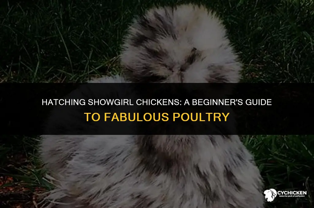 how to get a showgirl chicken