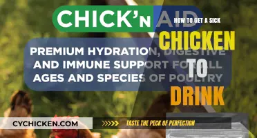Revitalizing Your Feathered Friend: Tips to Encourage a Sick Chicken to Hydrate