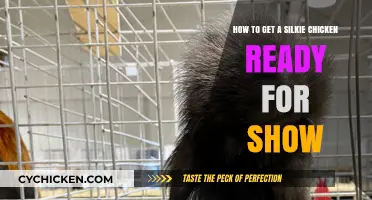 Prepping Your Silkie Chicken for the Big Show: A Comprehensive Guide