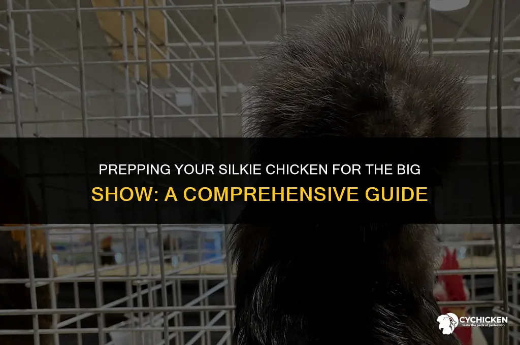 how to get a silkie chicken ready for show