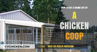 Skunk in the Coop: Effective Ways to Safely Remove It
