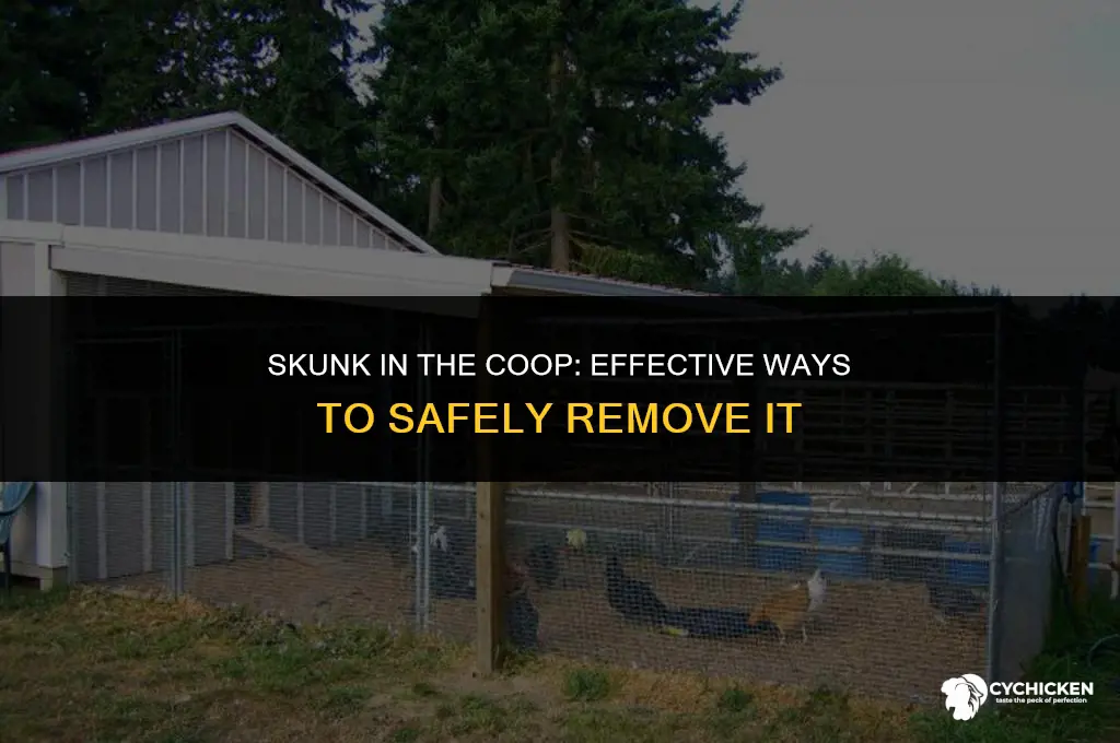 how to get a skunk out of a chicken coop