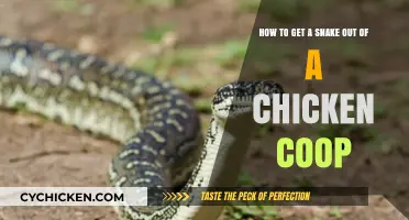 Safely Removing a Snake from Your Chicken Coop: A Step-by-Step Guide