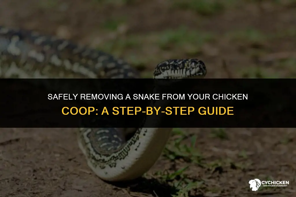 how to get a snake out of a chicken coop