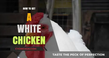 The Ultimate Guide to Raising Your Own White Chickens