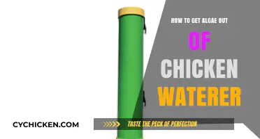 Effective Strategies to Eliminate Algae from Your Chicken's Waterer