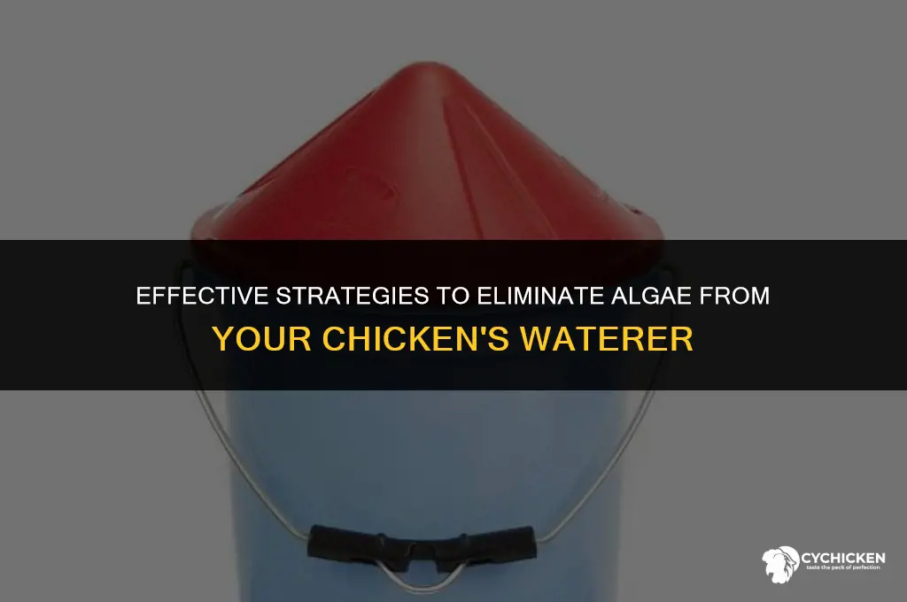 how to get algae out of chicken waterer