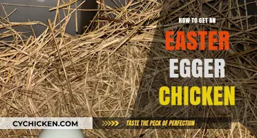 Hatching Joy: Guide to Getting Your Easter Egger Chicken