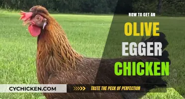 Hatching the Perfect Olive Egger: A Beginner's Guide to Unique Chicken Breeds