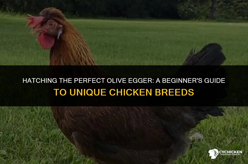 how to get an olive egger chicken
