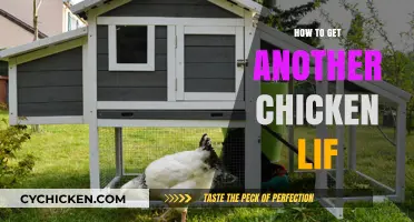 Extending Your Chicken's Lifespan: Tips for a Healthier Flock