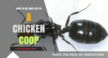 Effective Strategies to Eliminate Ants from Your Chicken Coop