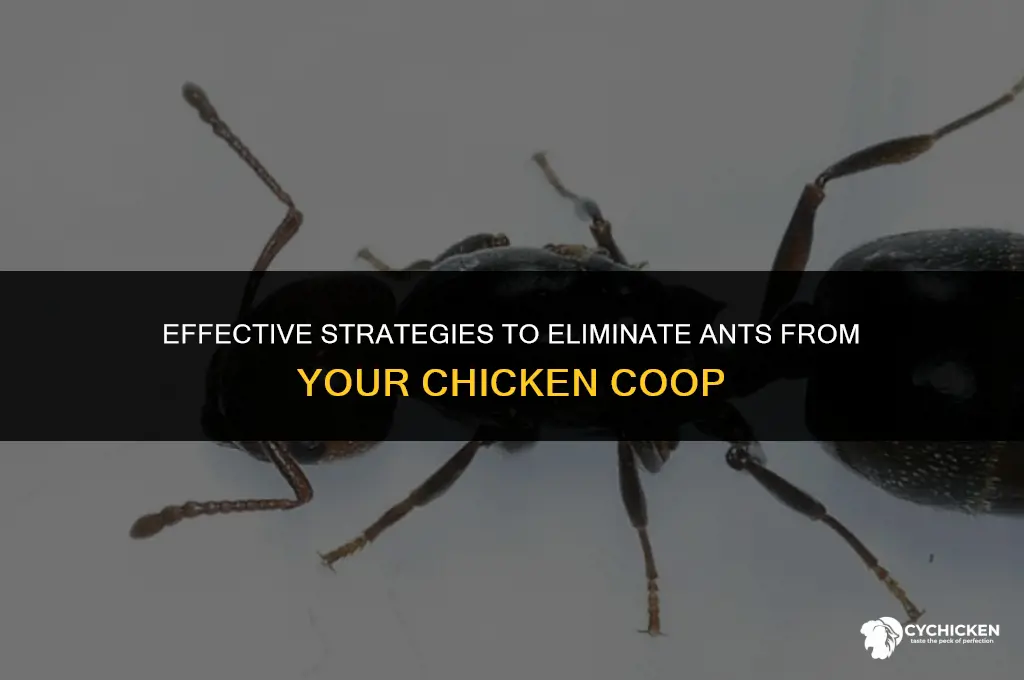 how to get ants out of a chicken coop