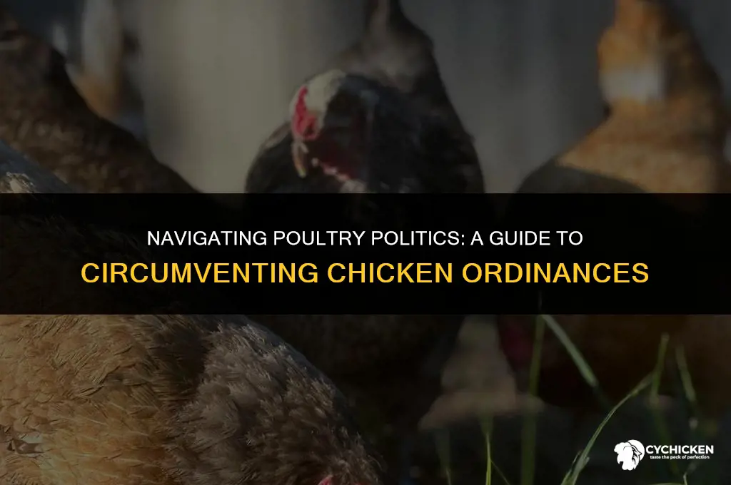 how to get around chicken ordinances