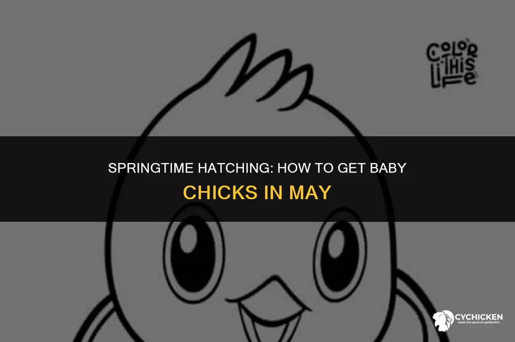 how to get baby chicks in may