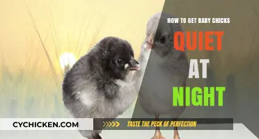 Nurturing Silence: A Guide to Soothing Baby Chicks at Night