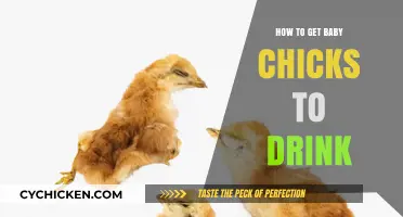 Quenching Their Thirst: A Guide to Hydrating Your Baby Chicks