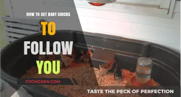 Charming Chicks: A Guide to Gaining Their Trust and Affection
