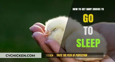 Soothing Slumbers: A Guide to Helping Baby Chicks Sleep Soundly