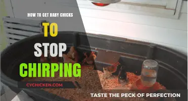 Quieting the Peep: How to Soothe Your Baby Chicks' Chirping