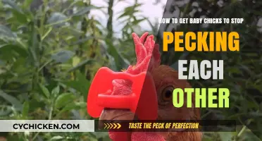 Harmonious Hatchlings: Tips to Curb Chick Pecking Behavior