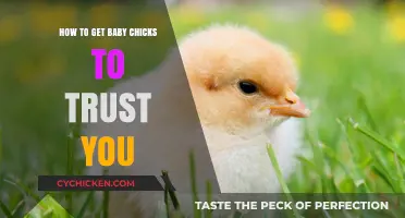 Building Trust with Baby Chicks: A Gentle Approach