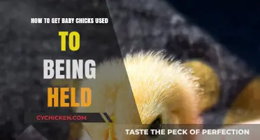 Gentle Hands, Happy Chicks: A Guide to Handling Baby Birds