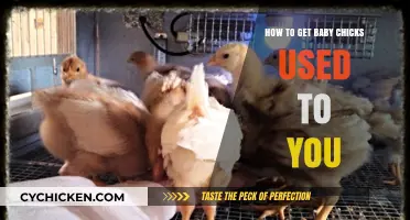 Building Trust: A Gentle Guide to Bonding with Baby Chicks