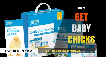 Hatching Happiness: A Beginner's Guide to Raising Baby Chicks