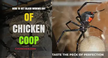 Effective Strategies to Eliminate Black Widows from Your Chicken Coop