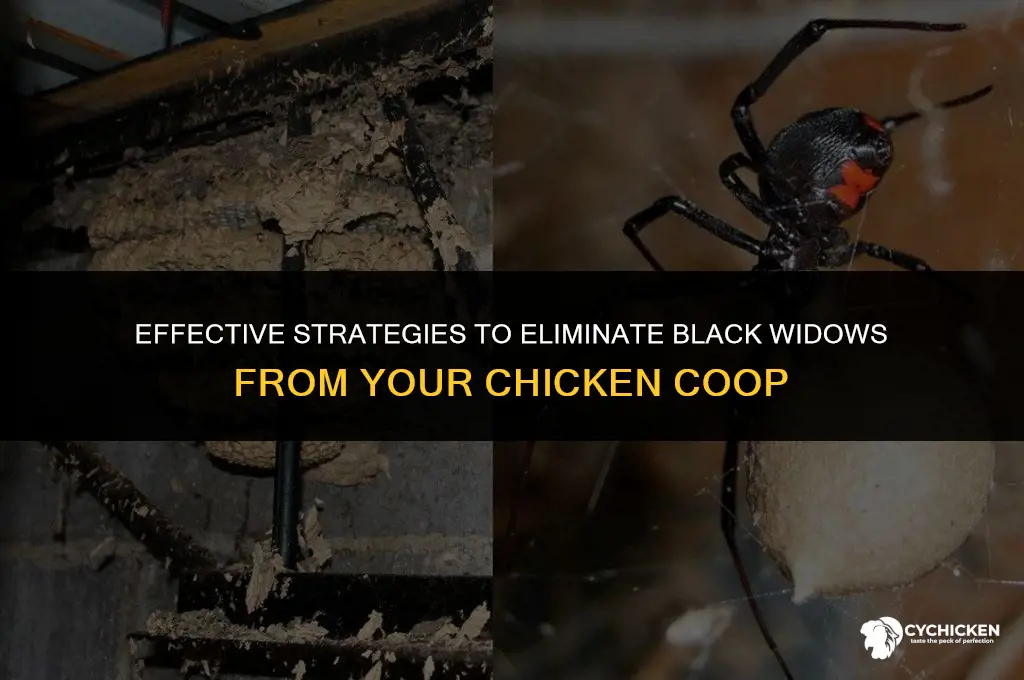 how to get black widows out of chicken coop