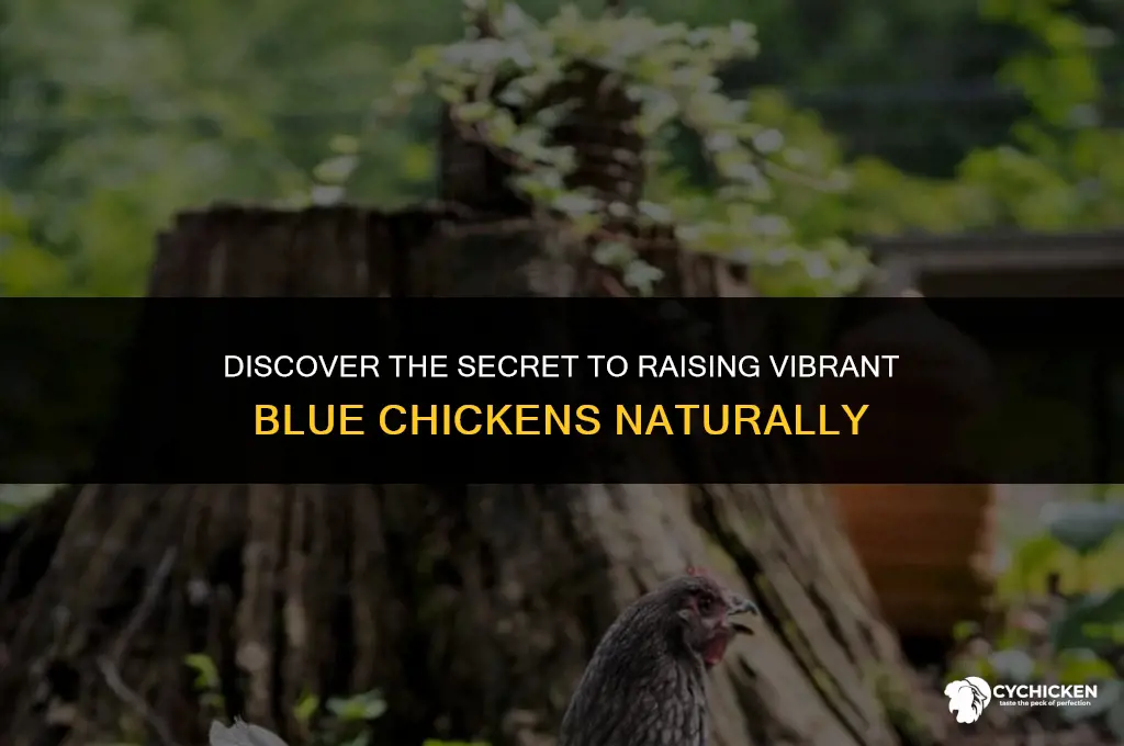 how to get blue chicken