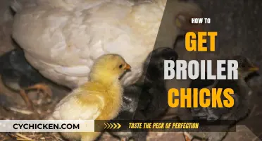 Hatching Success: A Beginner's Guide to Raising Broiler Chicks