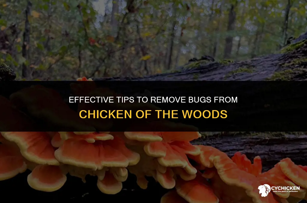 how to get bugs out of chicken of the woods