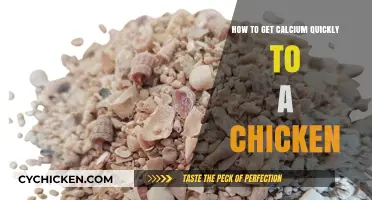 Boosting Calcium Intake for Chickens: A Quick Guide