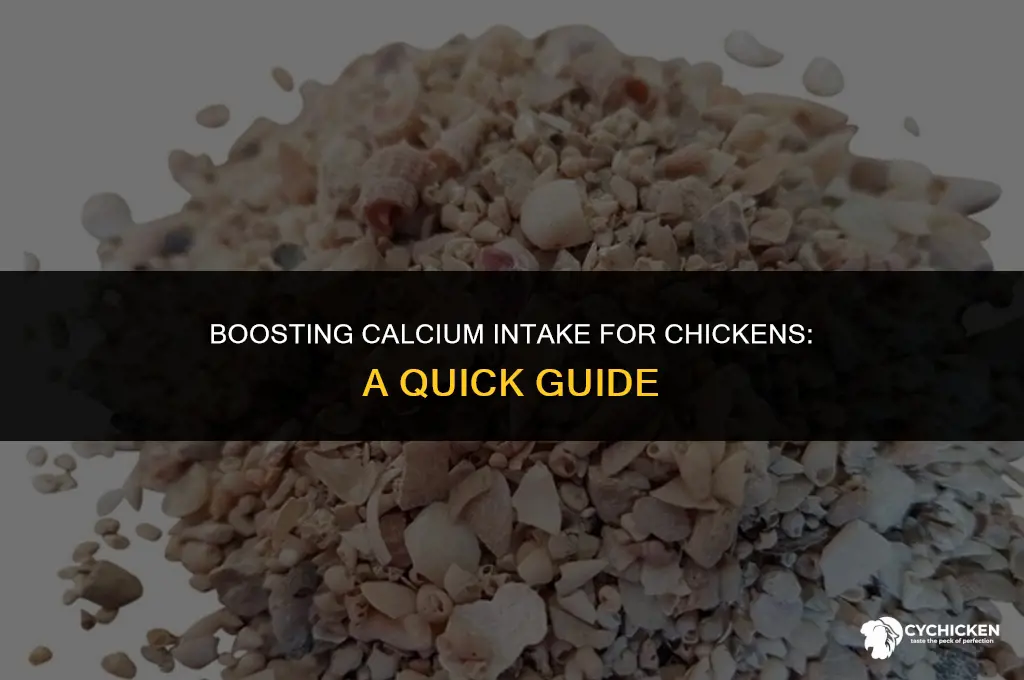 how to get calcium quickly to a chicken