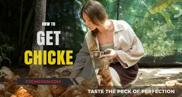 Mastering the Art of Chicken Farming: A Beginner's Guide
