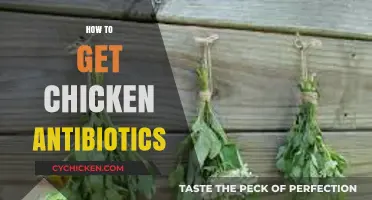 Natural Alternatives to Chicken Antibiotics: A Guide for Healthy Poultry
