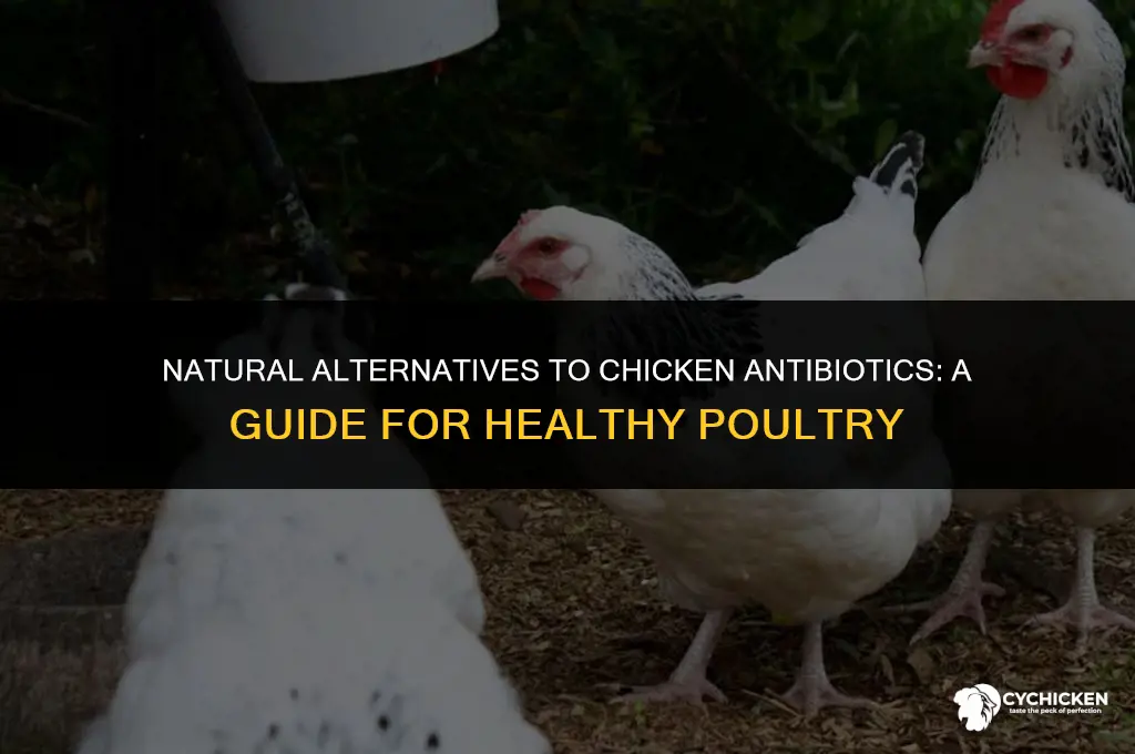 how to get chicken antibiotics