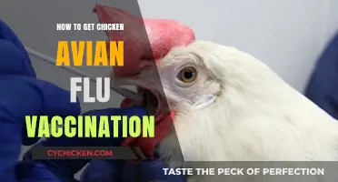 Protect Your Flock: A Guide to Chicken Avian Flu Vaccination