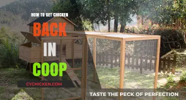 Coop Reentry Strategies: Safely Getting Your Chicken Back Home