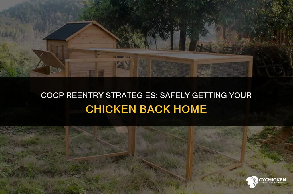 how to get chicken back in coop