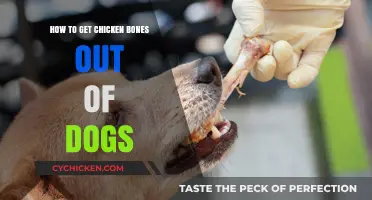 Safely Removing Chicken Bones from Your Dog's Mouth: A Guide